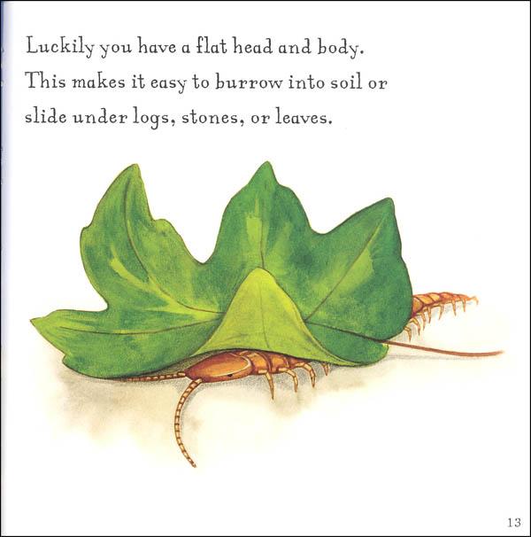 Are You A Centipede? (Backyard Books)