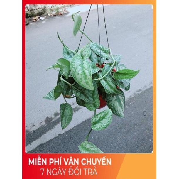 Trầu Bà Lụa
