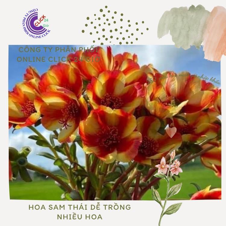 Cành Giống Hoa Sam Chuẩn SAM THÁI Nhập Khẩu Hoa To Màu Số 3 Đẹp Rực Rỡ Hoa Mười Giờ