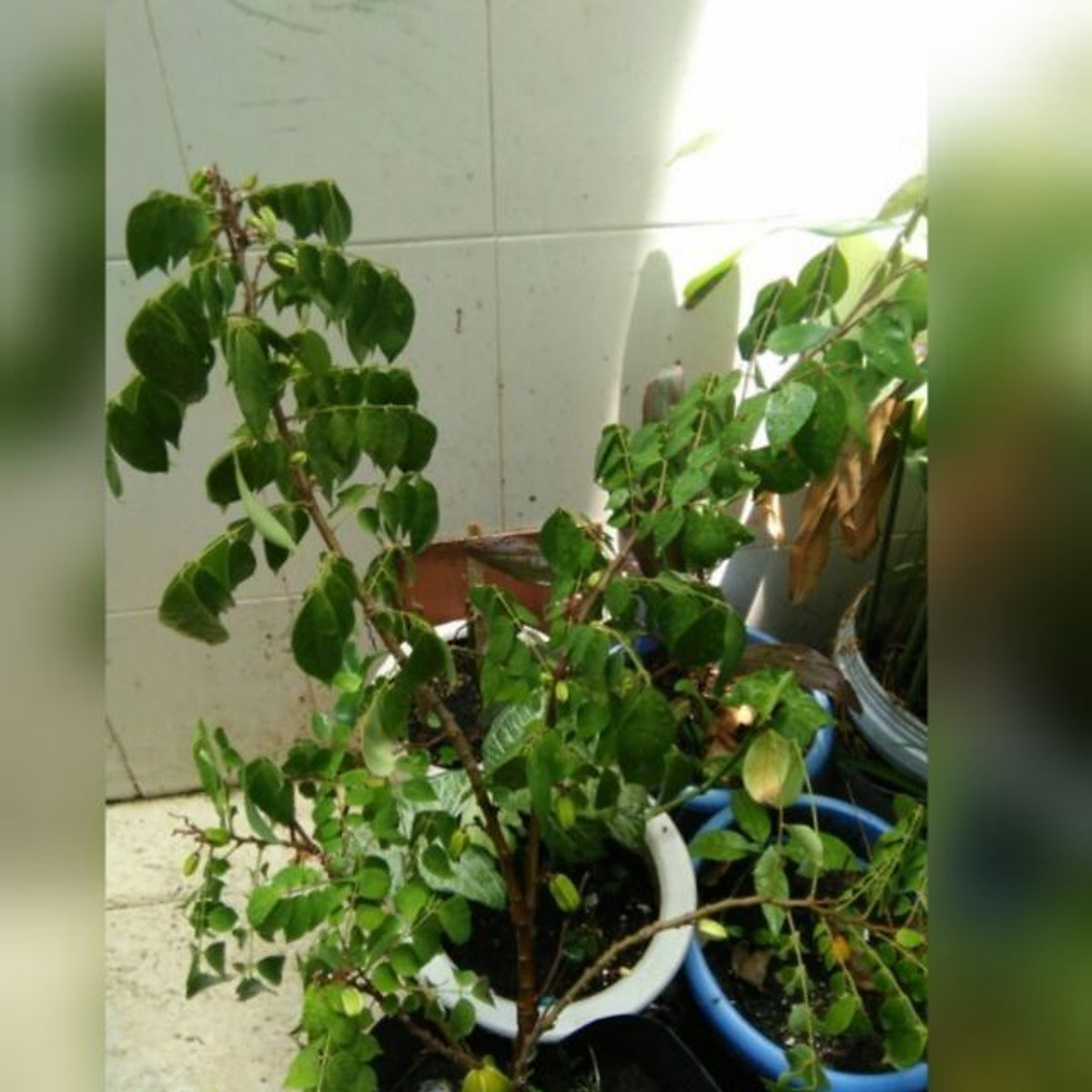 Cây giống khế ngọt