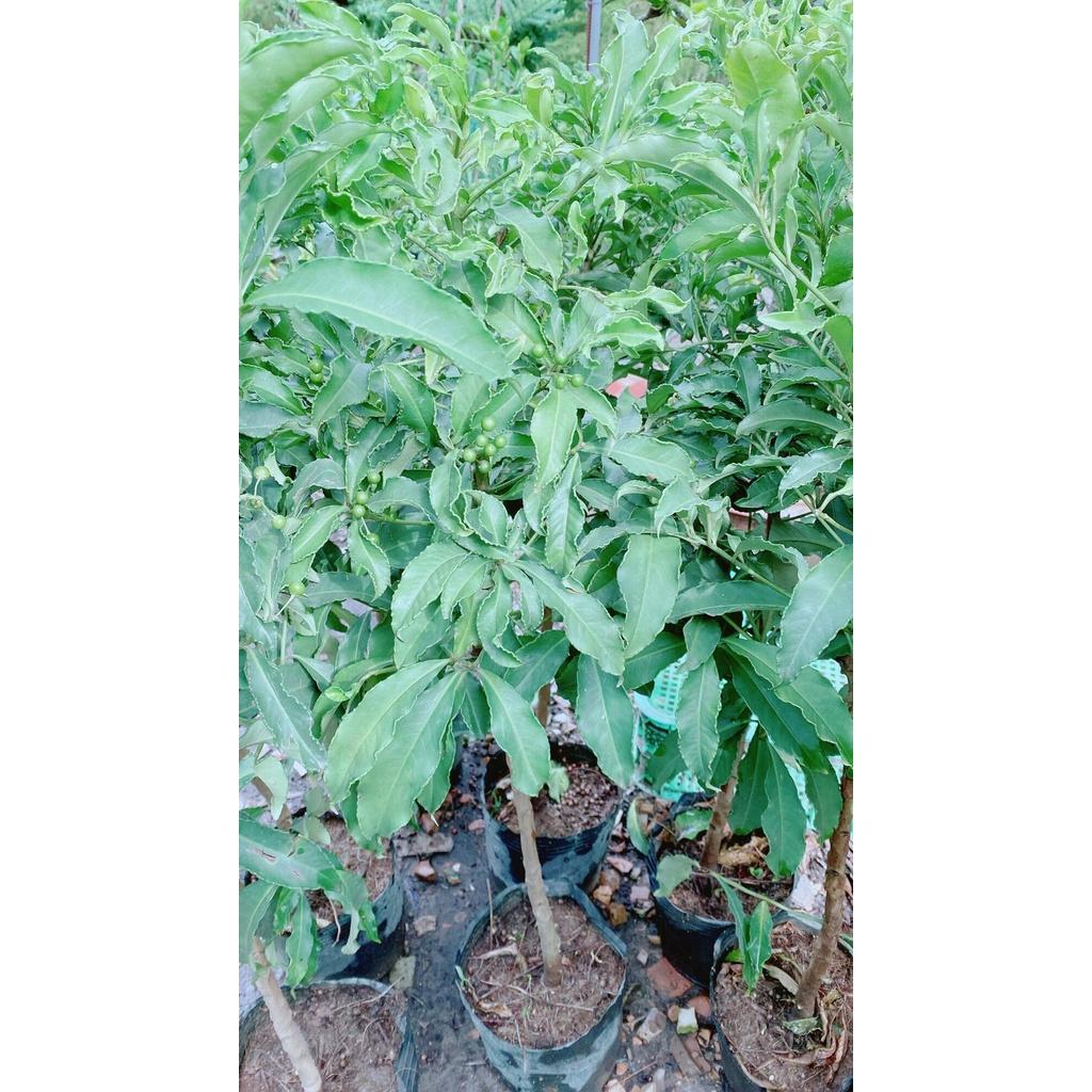 Cây Kim Ngân Lượng