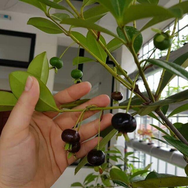 Cây CHERRY BRAXIN cây LỚN sắp quả, siêu sai quả, chất lượng, giá trị kinh tế cao