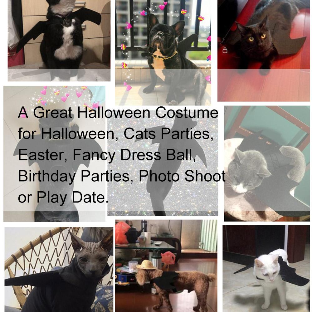 Đồ Halloween dành cho Mèo Con, chó nhỏ