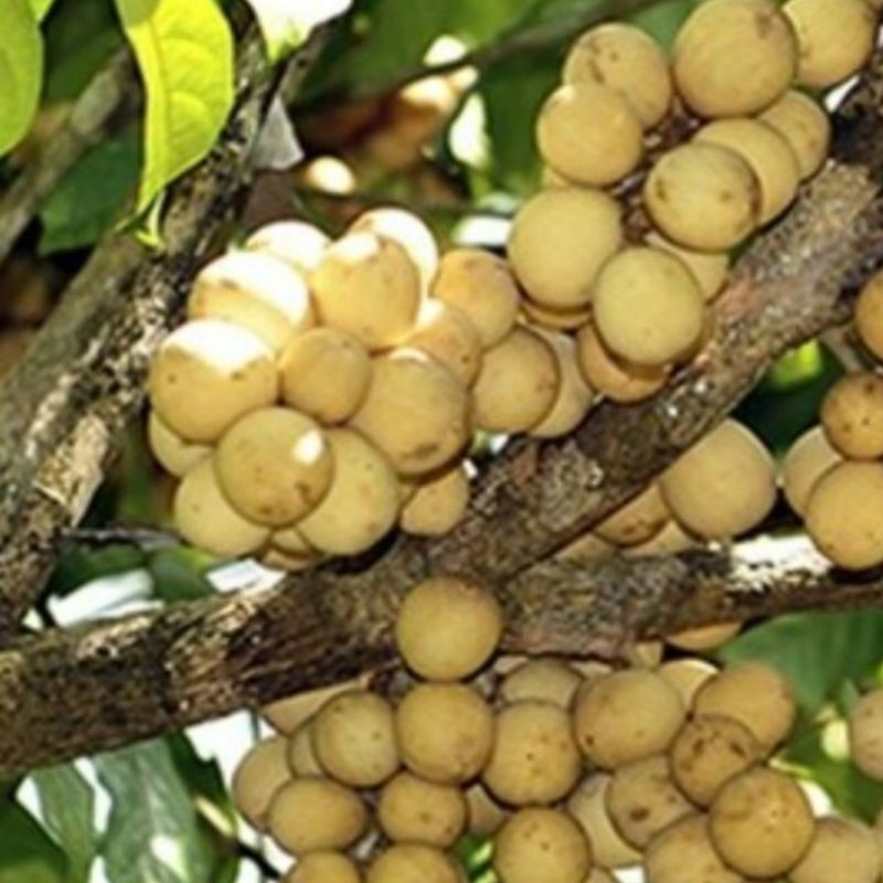 CÂY GIỐNG BÒN BON