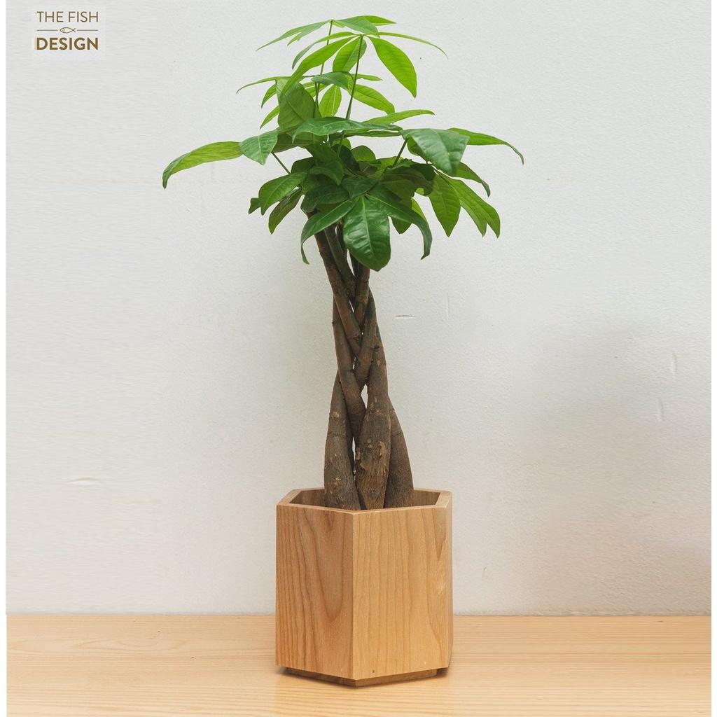 Chậu Cây Kim Ngân Xoắn | THE FISH DESIGN Size L
