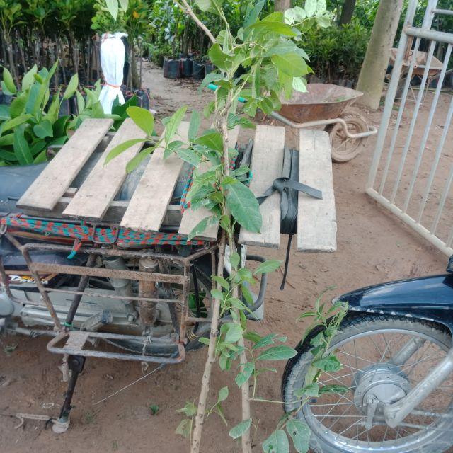 Bằng  lăng  tím