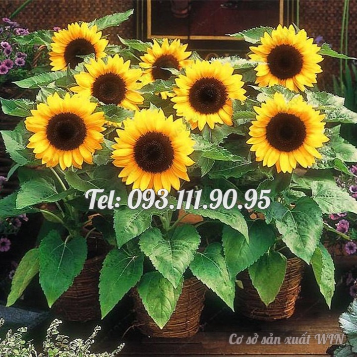 Hạt giống hoa hướng dương mini thân lùn - Bịch 10 hạt – Mã số 1287