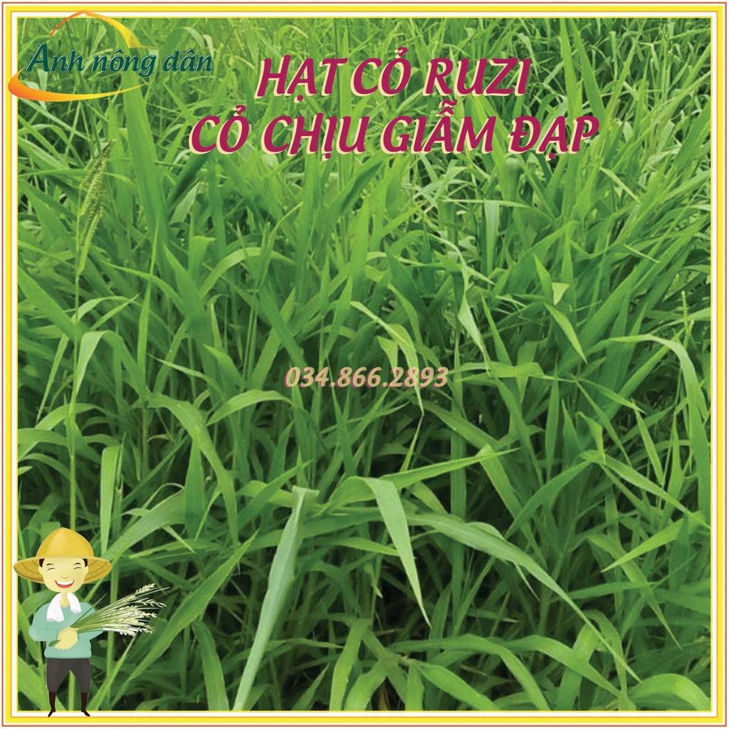 Gói 100g Hạt giống cỏ Ruzi - hạt giống cỏ chịu giẫm đạp, chịu bóng râm