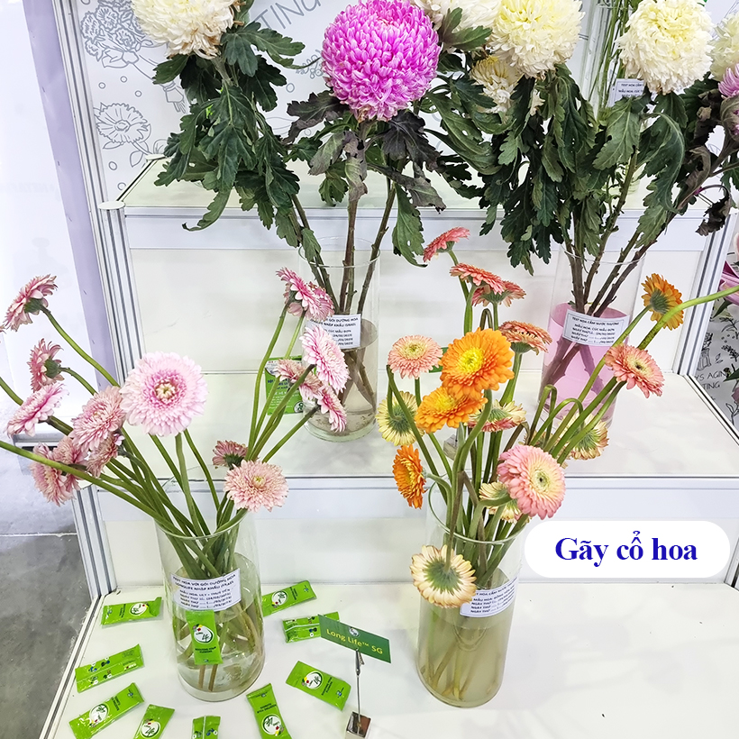 Bột dưỡng hoa lâu tàn Longlife nhập khẩu Israel gói 5gr dưỡng hoa tươi lâu tại nhà và 14 ngày không thay nước mới