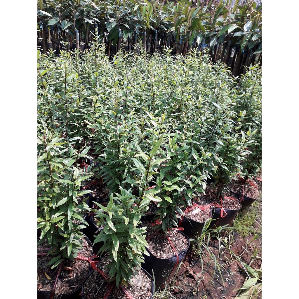 Cây giống Lựu đỏ CẢNH MINI