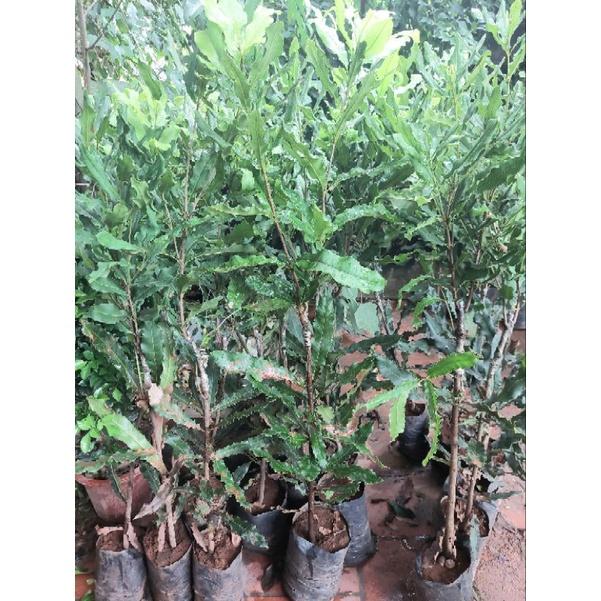 CÂY GIỐNG MẮC CA GHÉP CAO 1 MÉT