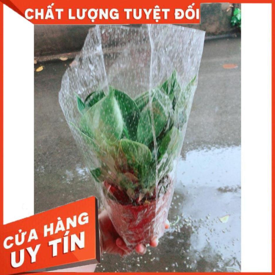 Cây Trầu Bà Cẩm Thạch Hay Trầu Bà Kim Cương Hoặc PHILODENDRON BIRKIN