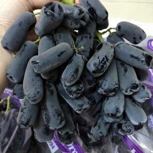 Hạt giống nho ngón tay Mỹ 10 hạt