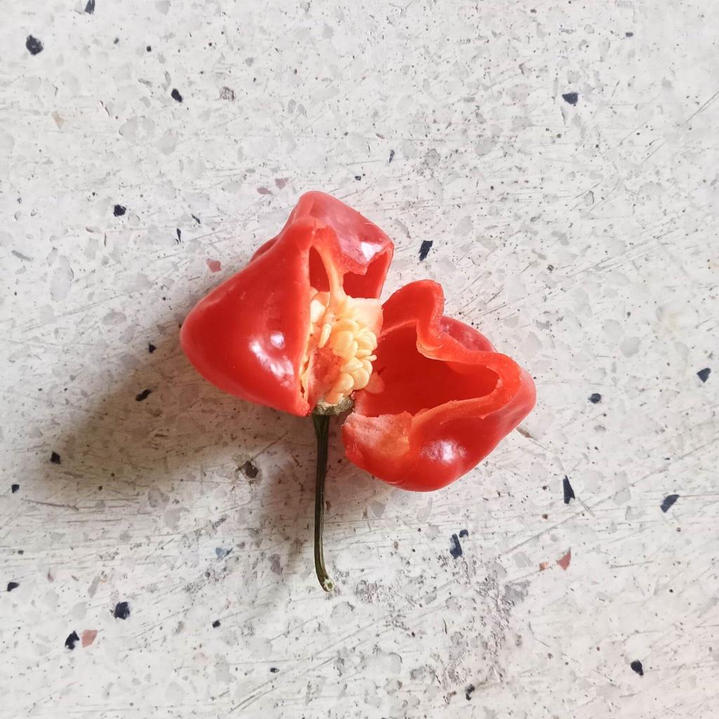 5 Hạt Giống Ớt Habanero Red Siêu Cay