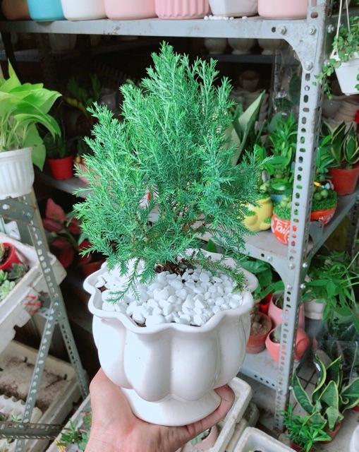 Chậu Tùng Bồng Lai