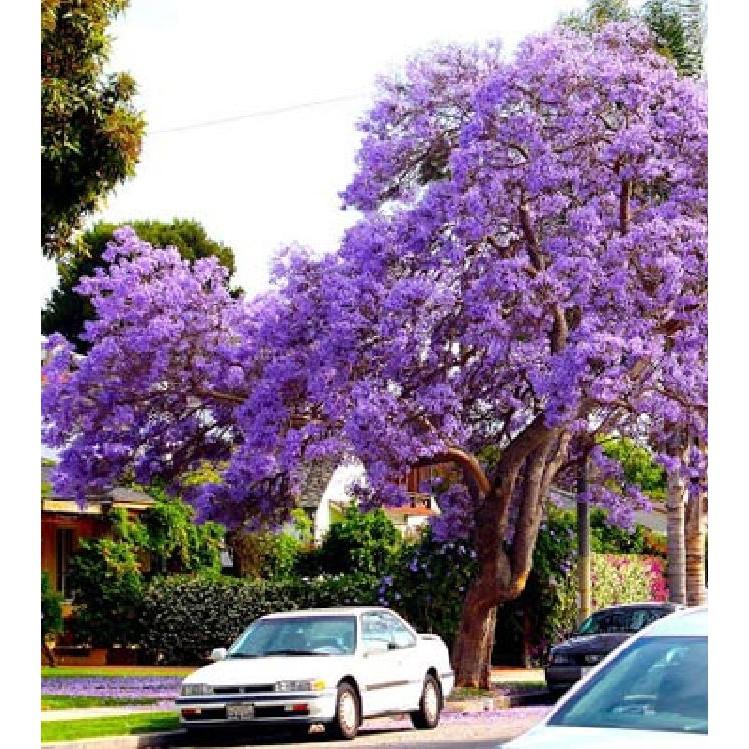 Hạt giống hoa phượng vĩ tím 5 hạt/gói