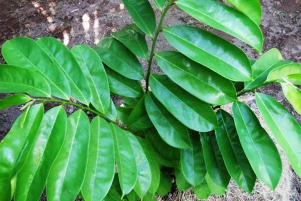 Cây giống Mãng cầu xiêm Thái THỰC SINH.