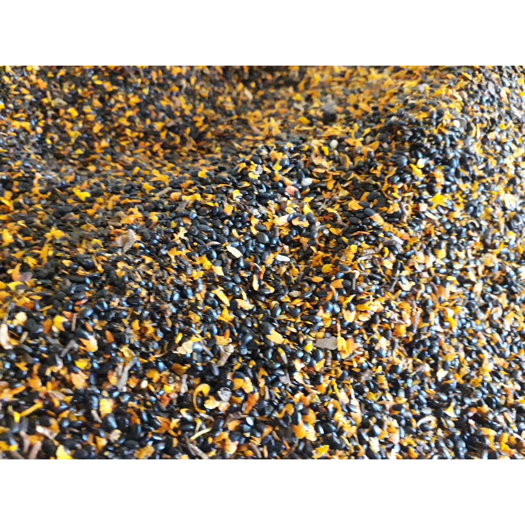 500 gram HẠT GIỐNG Keo Tai Tượng ÚC