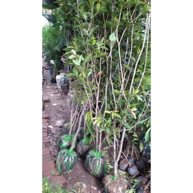 Cây hoa mộc hương thơm ngát cây khoẻ đẹp dễ trồng