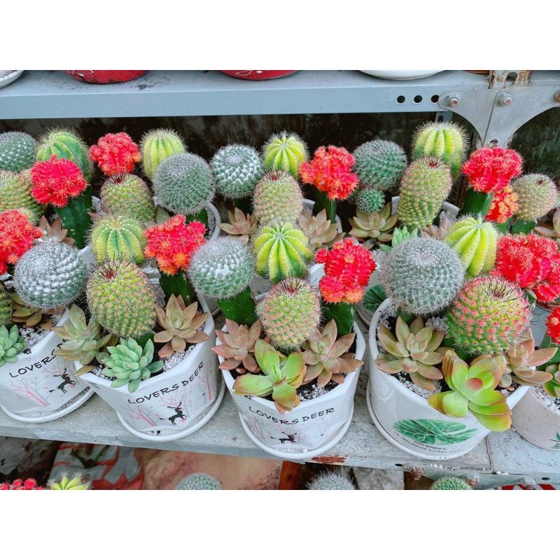 Chậu Xương Rồng Tiểu Cảnh