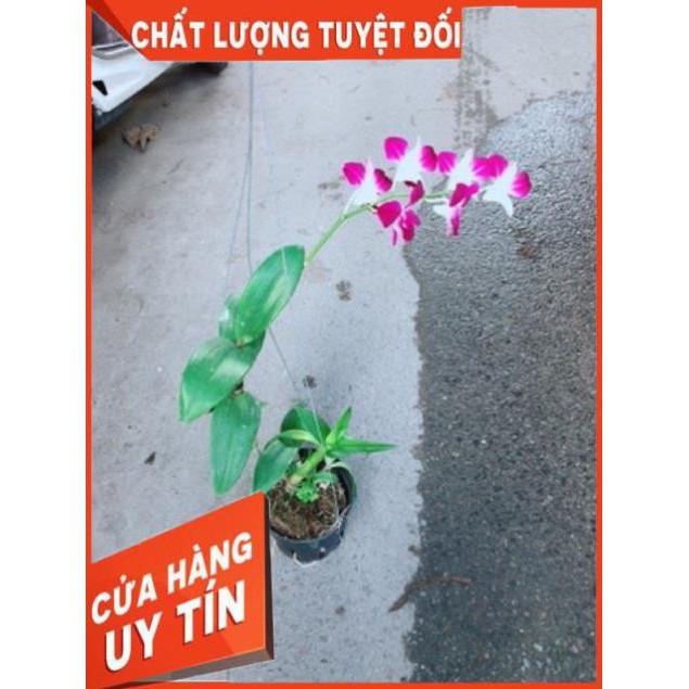 Chậu Lan Dendro