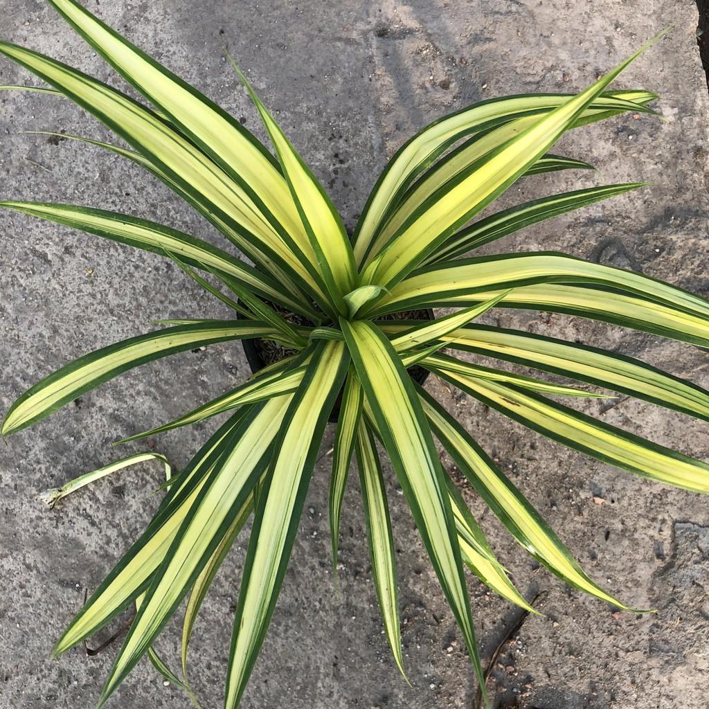 Cây dứa sọc vàng chiều cao 20cm bụi cây to khỏe lá vươn dài đẹp sức sống tốt thích hợp trang trí sân vườn