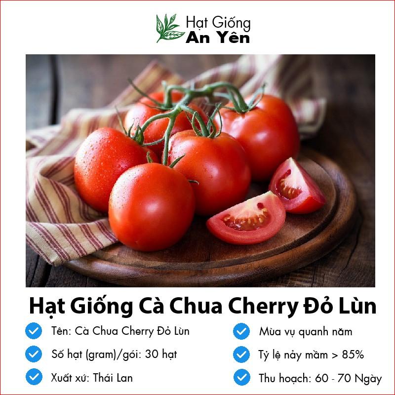 Hạt giống Cà Chua Cherry thu hoạch sớm, dễ trồng, nảy mầm cao, sinh trưởng khoẻ