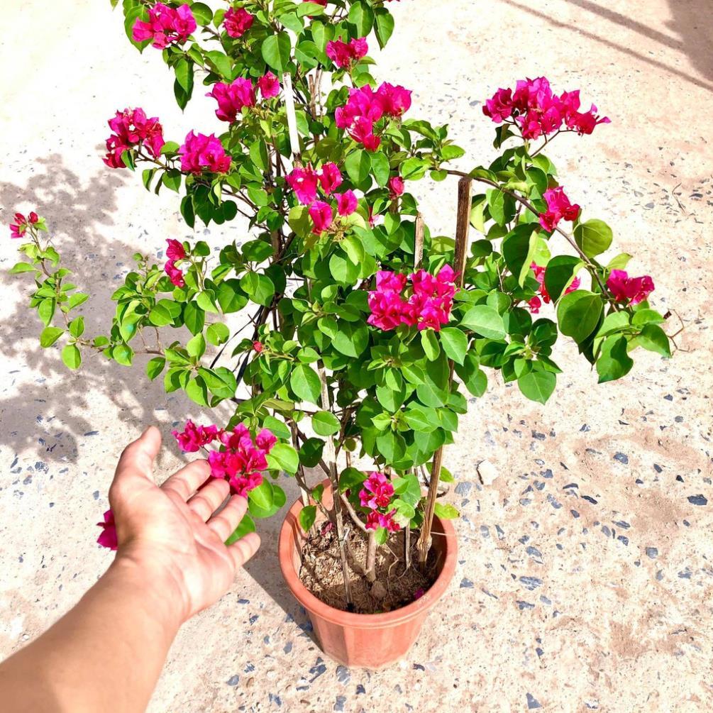 Cây hoa giấy đỏ cao 70cm đang hoa