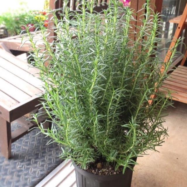 Chậu cây hương thảo cao 25-30cm tán rộng nhiều cành lá mùi thơm