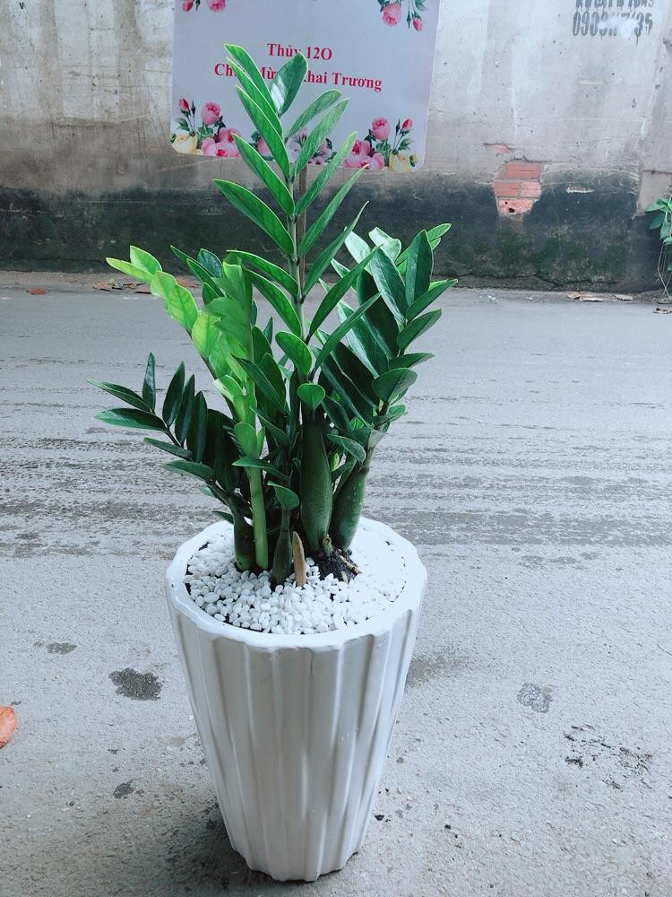 Chậu Cây Kim Phát Tài