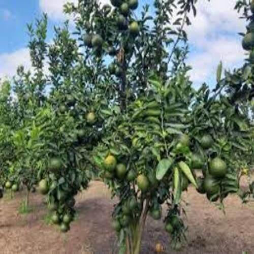 CAM SÀNH MIỀN NAM siêu quả, ngọt mát - CÂY GIỐNG CHUẨN F1