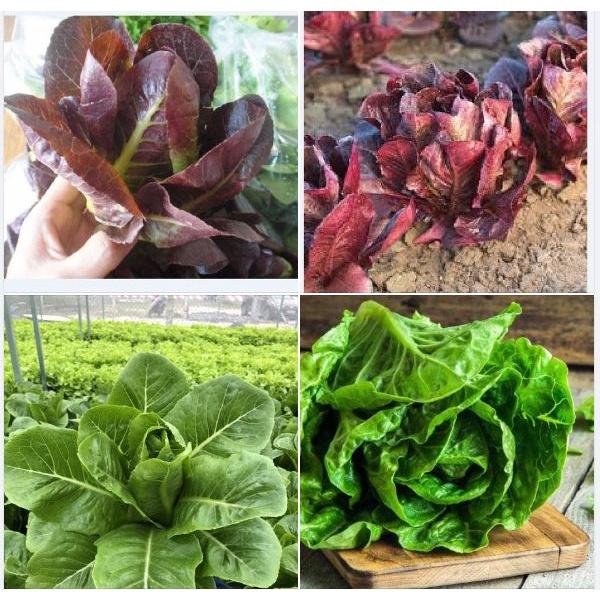 Combo 5 gói rau xà lách các loại dễ trồng f1-gói 0,5 gram– Tặng 1 phân bón lót