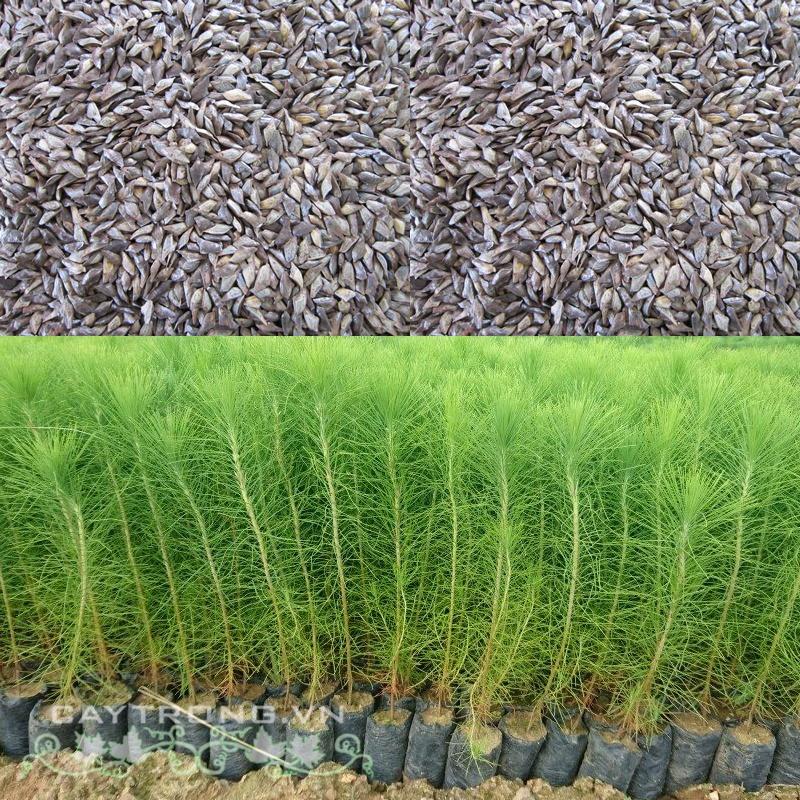 0,5 KG HẠT GIỐNG CÂY THÔNG CARIBe .(