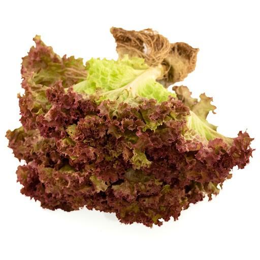 Hạt giống Xà Lách Sồi Đỏ Okaleaf 50 hạt