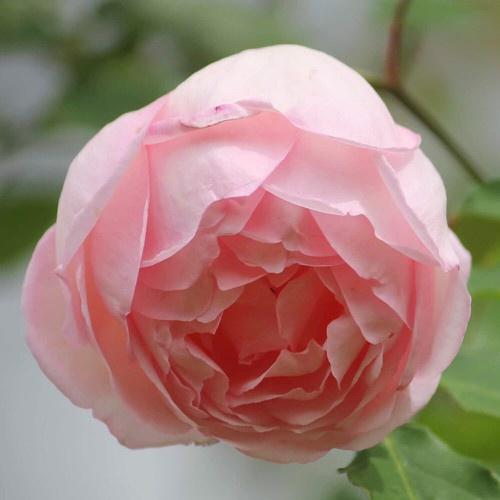 Combo 2 bầu Hồng Đào Cổ – Hồng cổ Việt Nam rất thơm và sai hoa