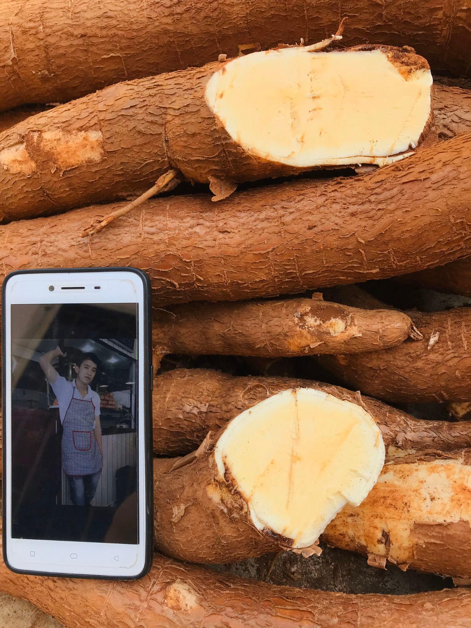 Set 3kg giống khoai mì ruột vàng