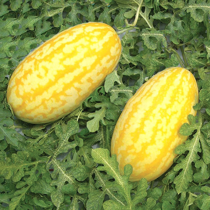 Hạt Giống Dưa Hấu Thỏi Vàng