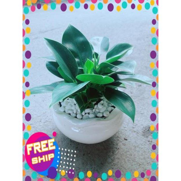 Chậu Trầu Bà Đế Vương