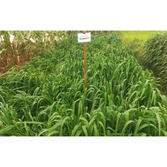 100g Hạt giống cỏ yến mạch - cỏ chịu lạnh , chịu sương muối