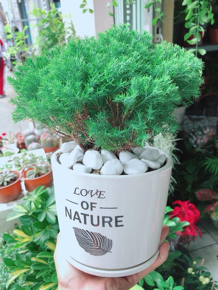 Chậu Cây Tùng Bồng Lai