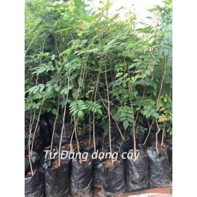 Sản phẩm HOA TỬ ĐẰNG