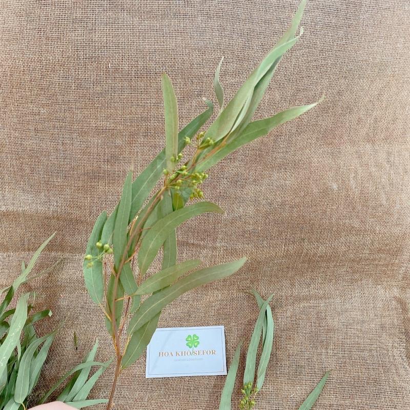 Lá Bạch Đàn tự nhiên bản dài, cành lá kèm quả decor nhà cửa, phụ kiện chụp ảnh