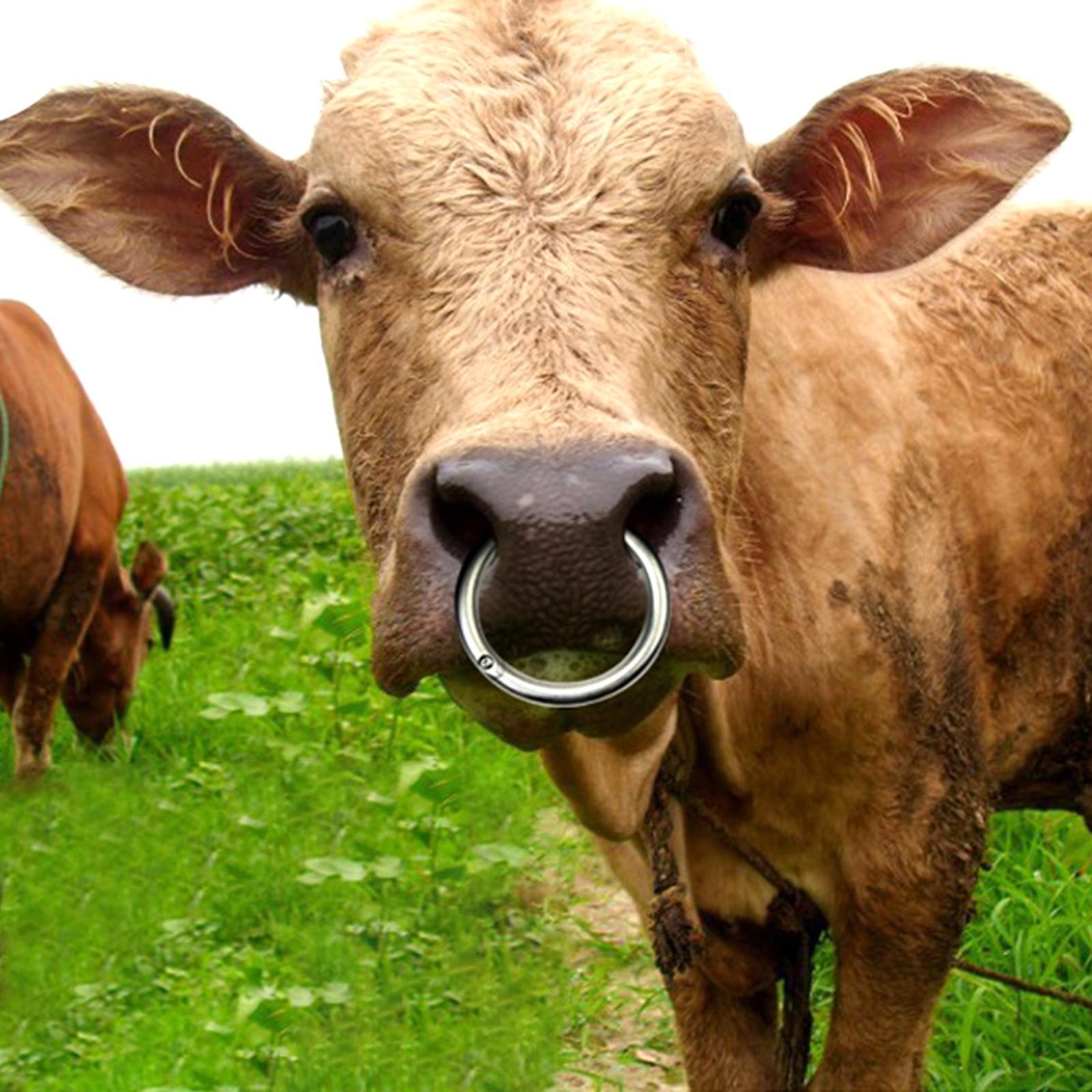 Cattle Nose  Smooth Husbandry Accessory Durable for Supplies Accessories