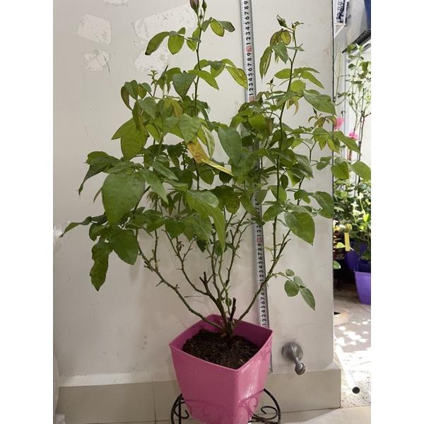 Hoa Hồng ngoại blue sky