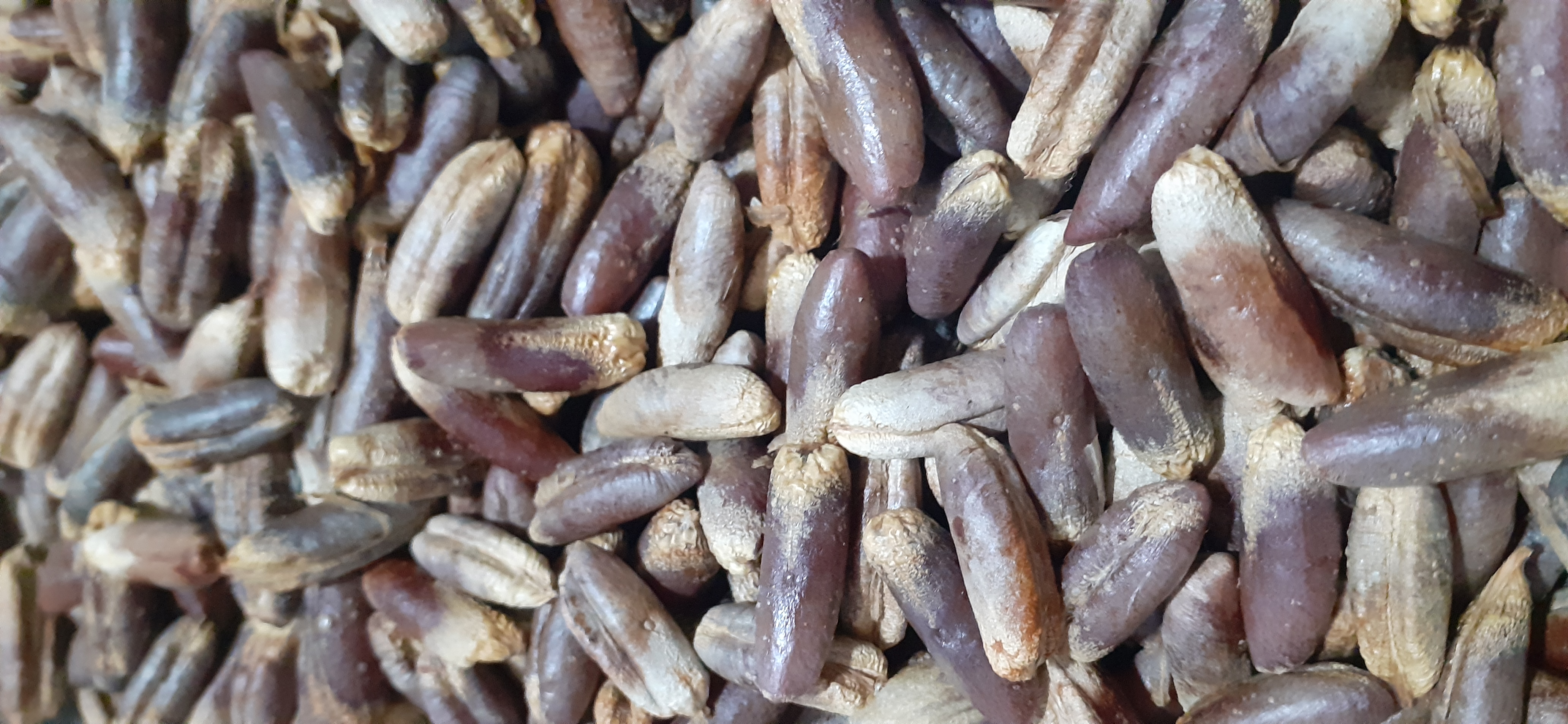 Hạt giống chà là trung đông