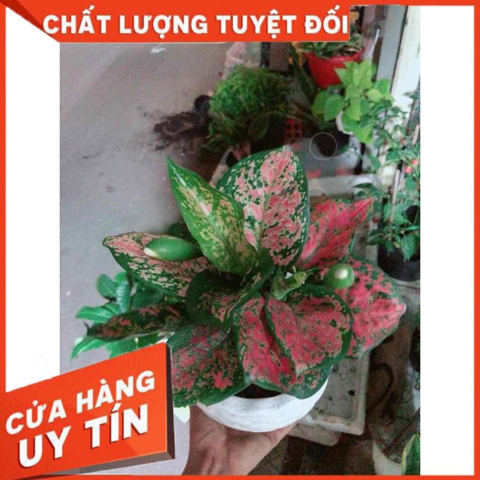 Chậu vạn lộc Nhiều Người Mua