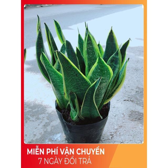 Lưỡi Hổ Bụi Lớn