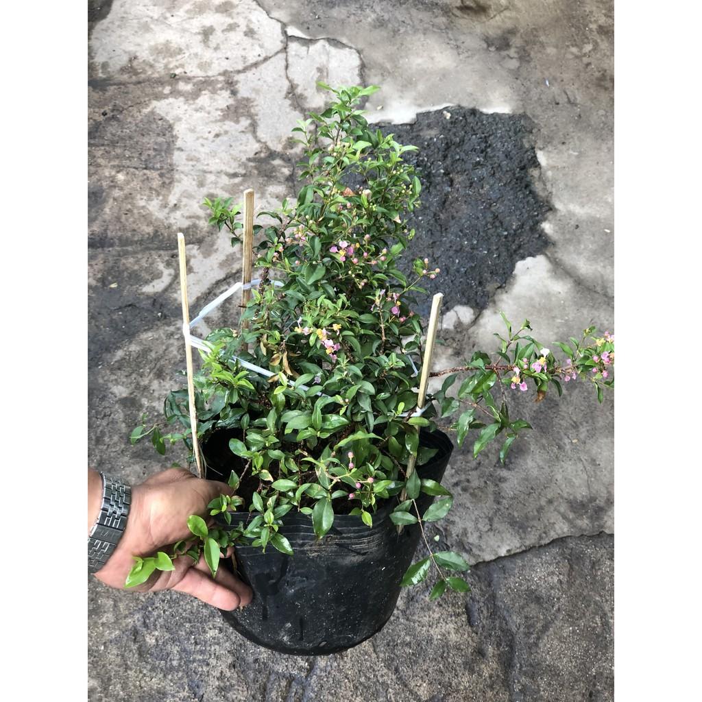 Cây Hồng Ngọc Mai