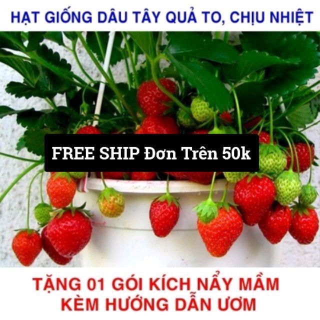 Gói 50 Hạt giống Dâu Tây Quả To, Chịu nhiệt (Tặng gói kích mầm, kèm hướng dẫn gieo) free ship toàn quốc hạt giống hoa