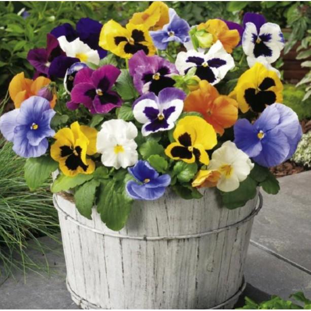 100hạt hoa pansy hoa bướm nhiều màu